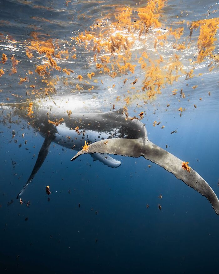 Whale swimming beneath seaweed in clear ocean, showcasing incredible marine life.