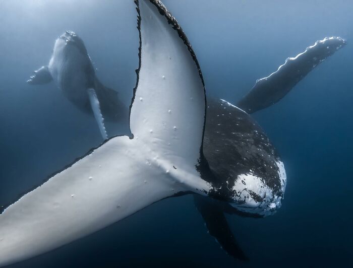 Marine life captured: two majestic whales swimming underwater.