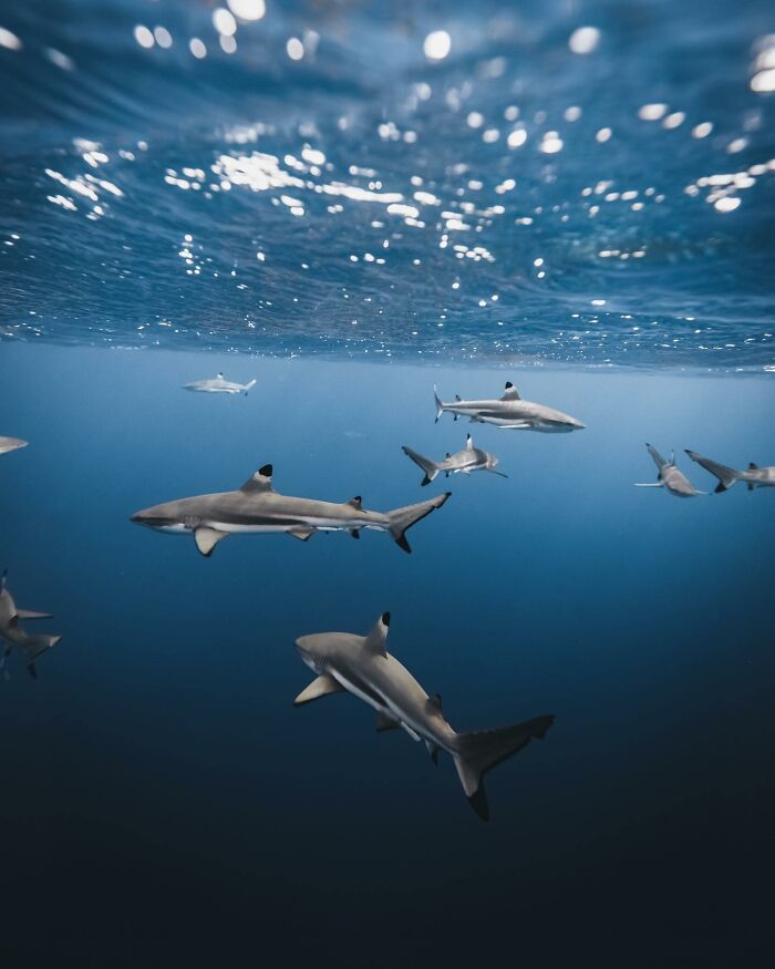 Sharks swimming in the ocean, showcasing incredible marine life photography by Rachel Moore.