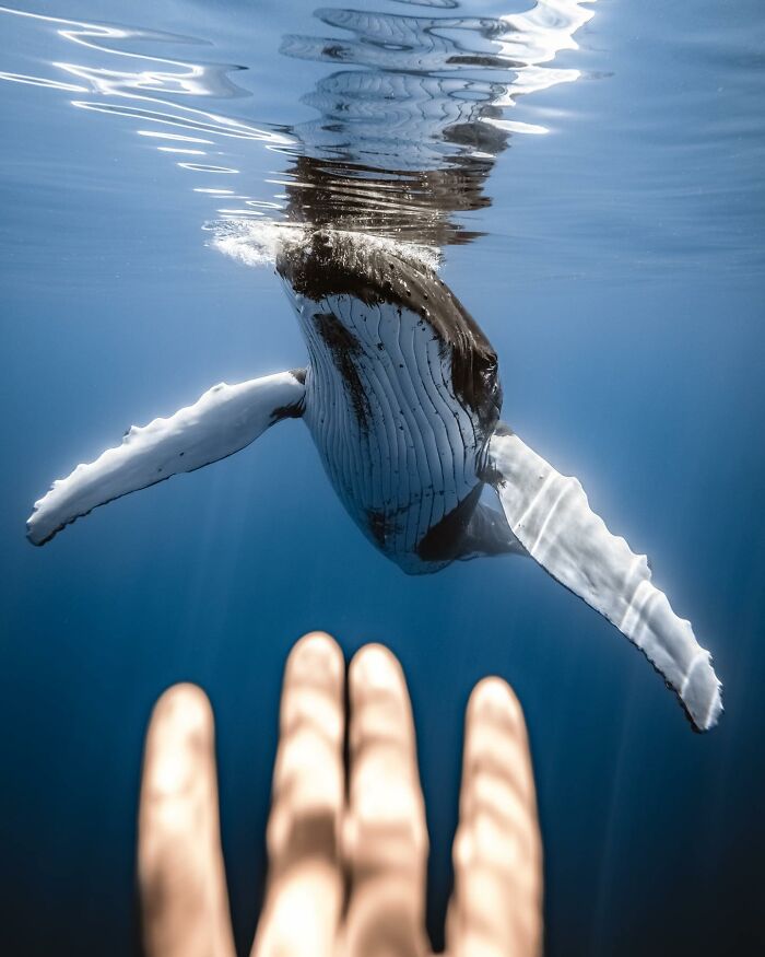 A humpback whale swims near the surface as a hand reaches towards it, showcasing incredible marine life.
