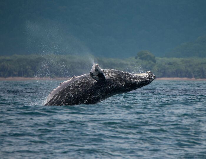 Humpback whale breaching the ocean surface, showcasing fascinating marine life and creating an awe-inspiring scene.