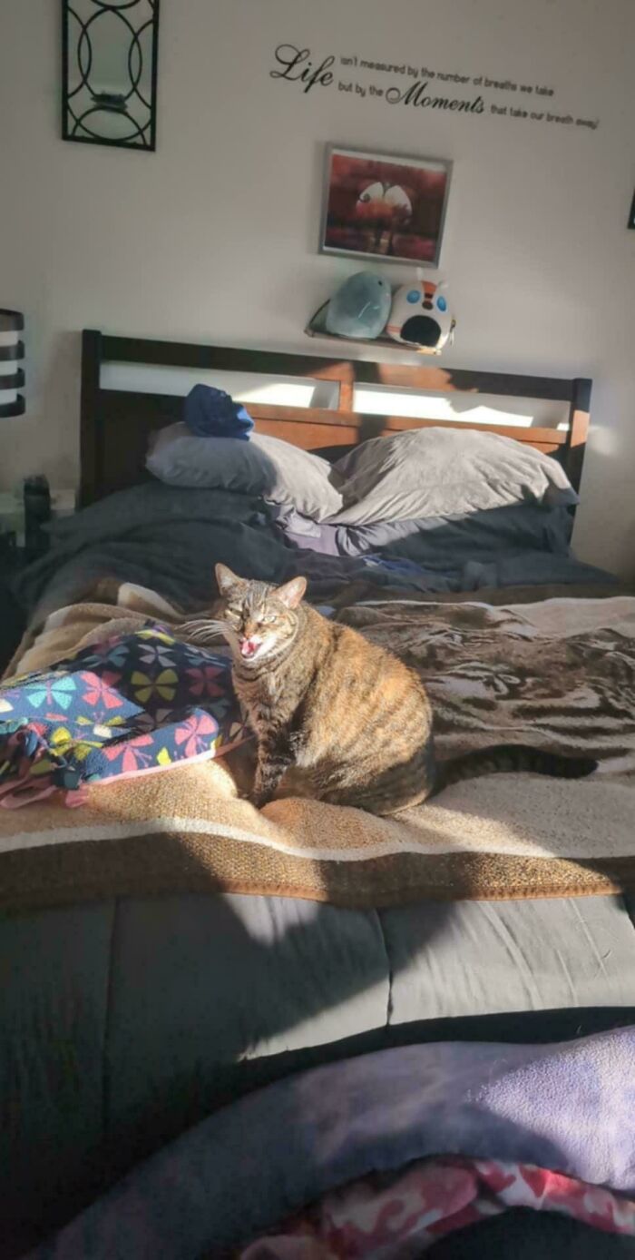 Tabby cat meowing loudly while sitting on a bed with colorful blanket in a sunlit cozy bedroom.