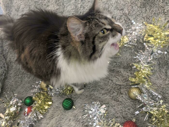 Fluffy tabby cat meowing among silver and gold tinsel and green and red Christmas ornaments on a gray blanket.