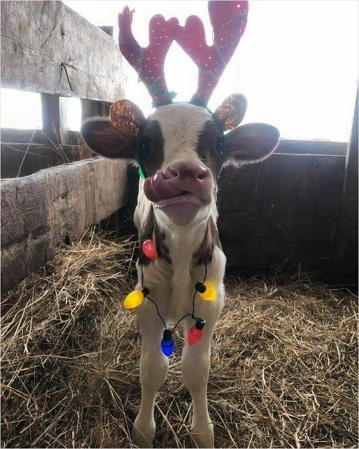 Cute calf wearing reindeer antlers and colorful Christmas lights in a barn. Cute calf wearing reindeer antlers and colorful Christmas lights in a barn.