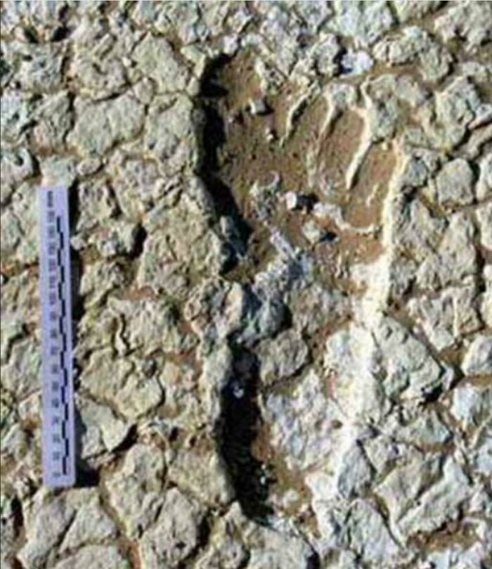 Ancient human footprint fossil with a measuring scale on rocky surface, highlighting fascinating historical facts.