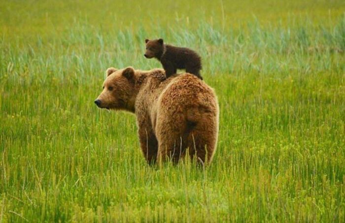 Bear with cub on its back in a grassy field, showcasing fascinating wildlife behavior.