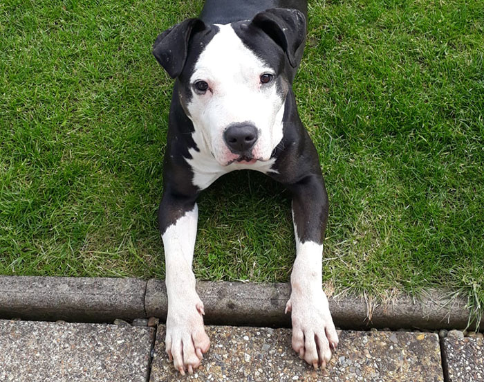 Rescued dog enjoying her new home, lying on grass with a curious look. Rescued dog enjoying her new home, lying on grass with a curious look.