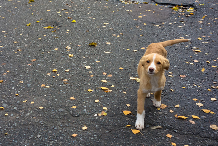 Dog near Chornobyl on a leaf-strewn road, showcasing genetic differences from others in the world. Dog near Chornobyl on a leaf-strewn road, showcasing genetic differences from others in the world.