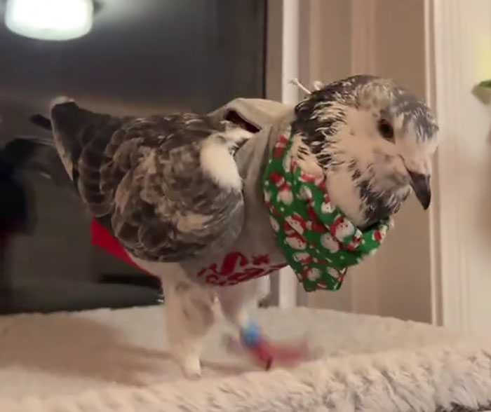 People Online Melt After Seeing This Adorable Pigeon Show Off His Christmas Sweaters People Online Melt After Seeing This Adorable Pigeon Show Off His Christmas Sweaters