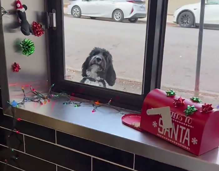 Pizzeria In Chicago Opens Doggie Treat Window, Goes Viral Due To The Most Wholesome Interactions Pizzeria In Chicago Opens Doggie Treat Window, Goes Viral Due To The Most Wholesome Interactions