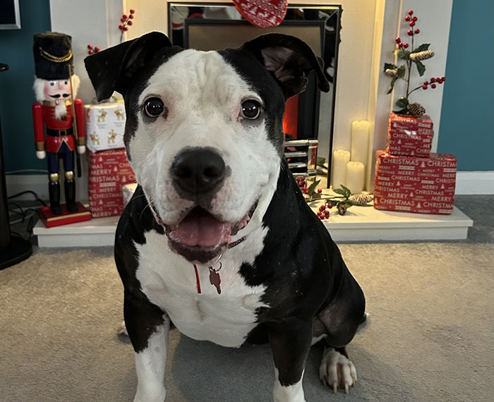 Rescued dog sitting happily by a festive Christmas fireplace in her new home. Rescued dog sitting happily by a festive Christmas fireplace in her new home.