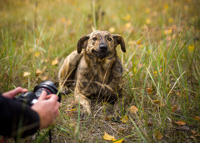 Dog near Chornobyl in grassy field, captured by photographer, showing unique genetic traits. Dog near Chornobyl in grassy field, captured by photographer, showing unique genetic traits.