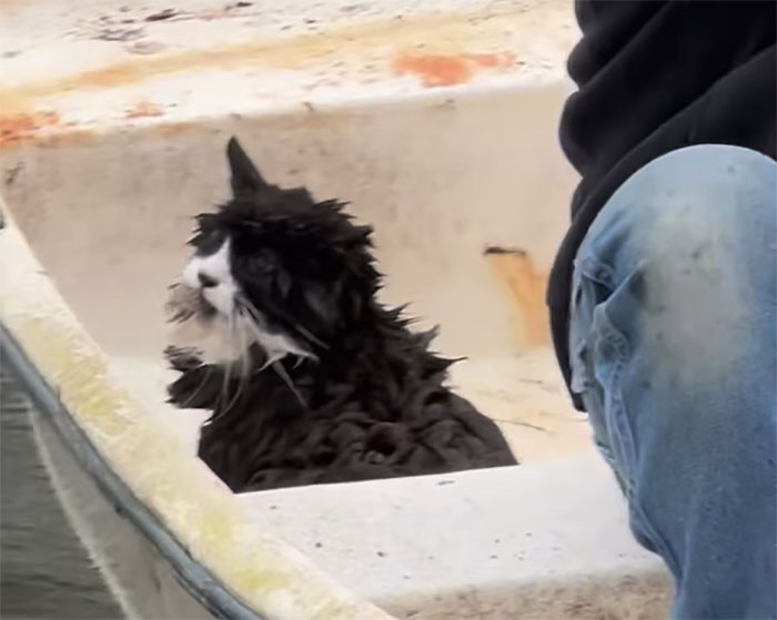 Blind cat rescued from ice chunk on a lake by locals, sitting safely in boat. Blind cat rescued from ice chunk on a lake by locals, sitting safely in boat.