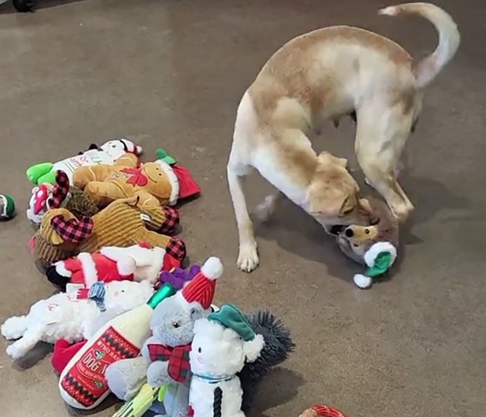 Dog choosing Christmas gifts from a pile of plush toys on the floor. Dog choosing Christmas gifts from a pile of plush toys on the floor.