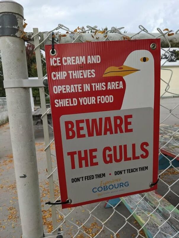 Weird sign warning about food-stealing gulls, attached to a chain-link fence.