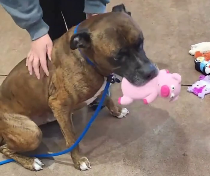 Dog choosing Christmas gift, holding a pink toy pig in its mouth, with a person nearby. Dog choosing Christmas gift, holding a pink toy pig in its mouth, with a person nearby.