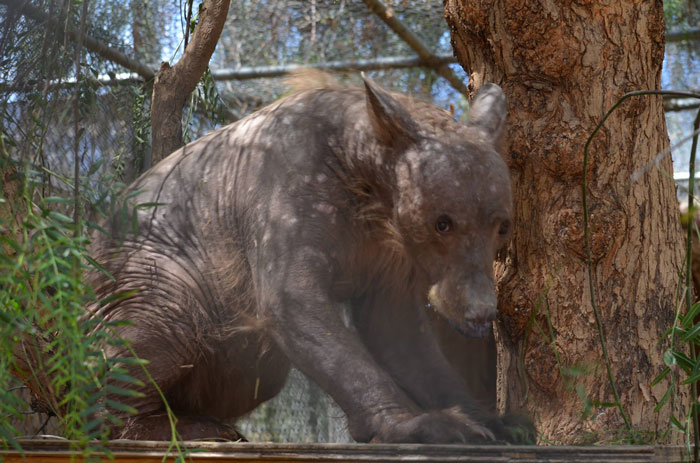 Eve The “Bare Bear” Makes Stunning Transformation Seven Years After Being Found In Dumpster Eve The “Bare Bear” Makes Stunning Transformation Seven Years After Being Found In Dumpster