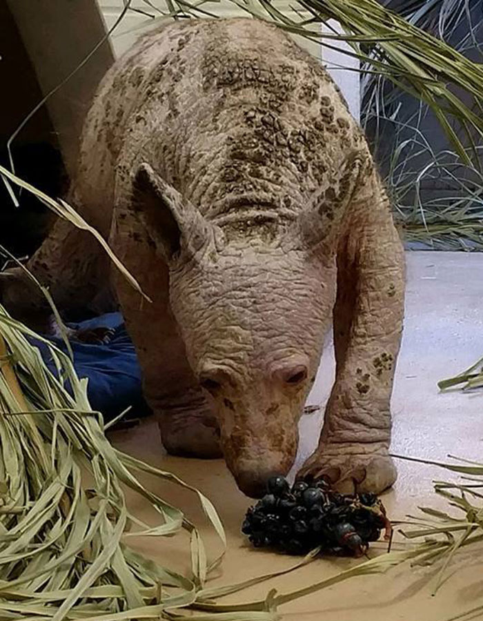 Eve The “Bare Bear” Makes Stunning Transformation Seven Years After Being Found In Dumpster Eve The “Bare Bear” Makes Stunning Transformation Seven Years After Being Found In Dumpster