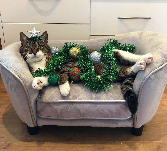 Cute cat lounging on a mini couch, adorned with Christmas tinsel and ornaments, embodying funny Christmas animals theme. Cute cat lounging on a mini couch, adorned with Christmas tinsel and ornaments, embodying funny Christmas animals theme.