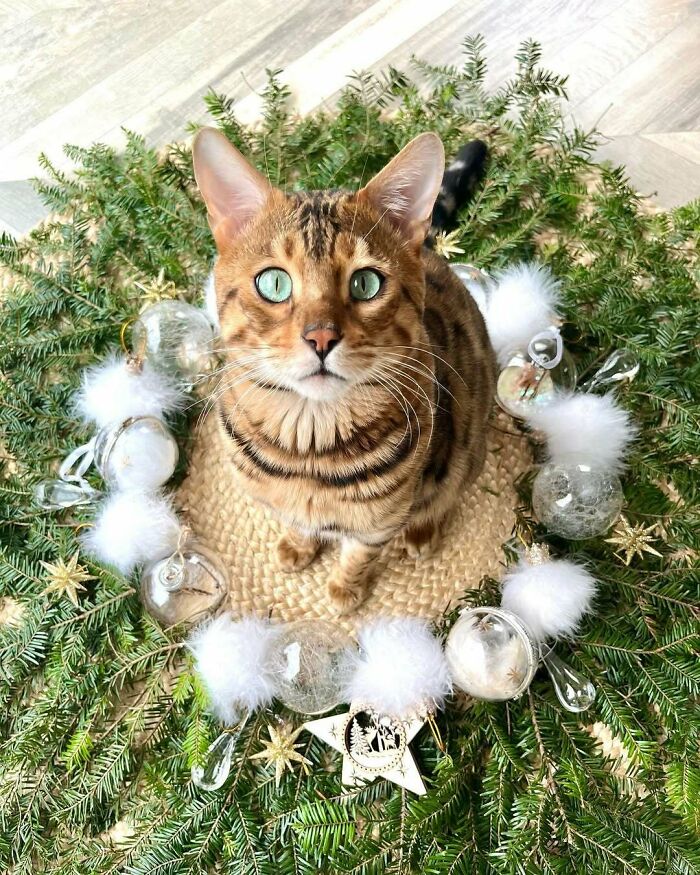 Cute Christmas cat sitting in a festive wreath with ornaments and greenery. Cute Christmas cat sitting in a festive wreath with ornaments and greenery.