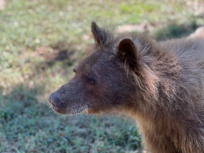 Eve The “Bare Bear” Makes Stunning Transformation Seven Years After Being Found In Dumpster Eve The “Bare Bear” Makes Stunning Transformation Seven Years After Being Found In Dumpster