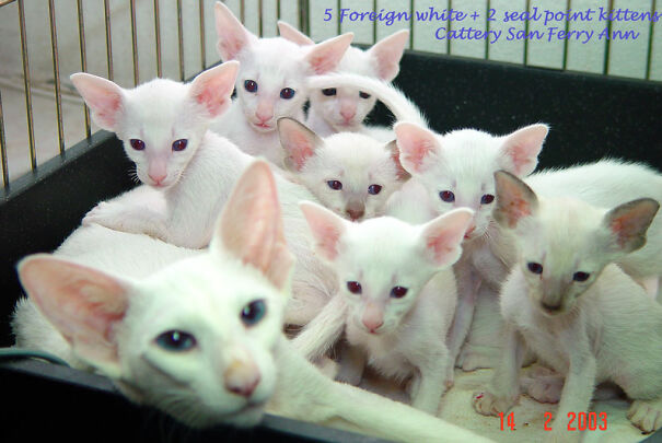 Foreign-White-Siamese-675f4de52074a.jpg