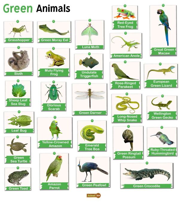 Green-Animals.jpg