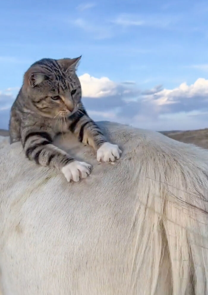 Adorably Cute Friendship Between A Cat And A Horse Is Melting Hearts All Over The Internet Adorably Cute Friendship Between A Cat And A Horse Is Melting Hearts All Over The Internet