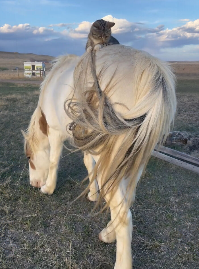 Adorably Cute Friendship Between A Cat And A Horse Is Melting Hearts All Over The Internet Adorably Cute Friendship Between A Cat And A Horse Is Melting Hearts All Over The Internet