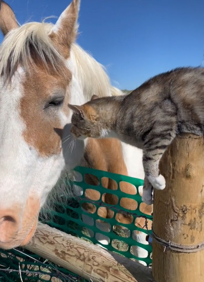 Adorably Cute Friendship Between A Cat And A Horse Is Melting Hearts All Over The Internet Adorably Cute Friendship Between A Cat And A Horse Is Melting Hearts All Over The Internet