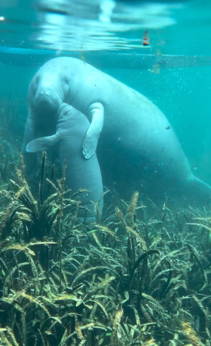 Baby manatee gives mom a gentle kiss underwater, showcasing a tender moment. Baby manatee gives mom a gentle kiss underwater, showcasing a tender moment.