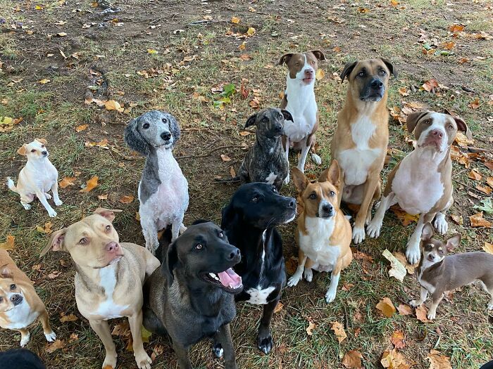 Twelve rescued dogs sitting on grass, showcasing diverse breeds and colors, symbolizing life-changing animal rescues. Twelve rescued dogs sitting on grass, showcasing diverse breeds and colors, symbolizing life-changing animal rescues.