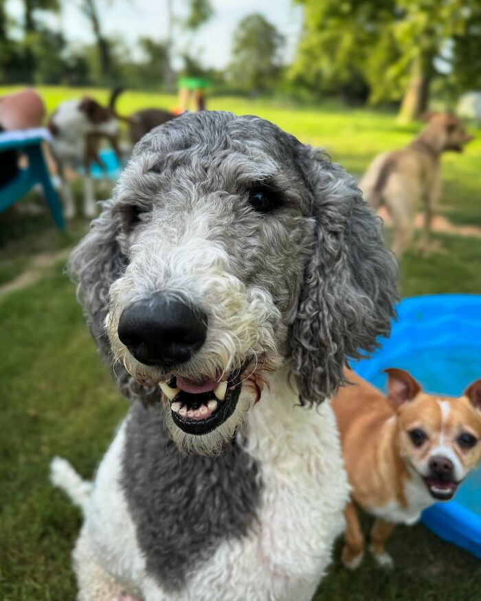 A happy rescue dog with fluffy gray and white fur playing outside, with another dog in the background. A happy rescue dog with fluffy gray and white fur playing outside, with another dog in the background.