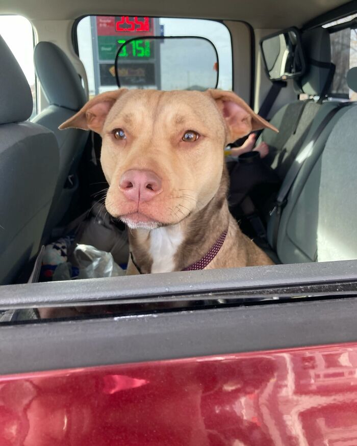 Rescue dog sitting in the backseat of a car, looking out the window with a calm expression. Rescue dog sitting in the backseat of a car, looking out the window with a calm expression.
