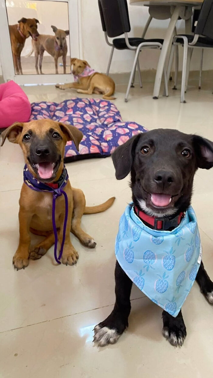 Two happy puppies with bandanas indoors after rescue and glow-up. Two happy puppies with bandanas indoors after rescue and glow-up.
