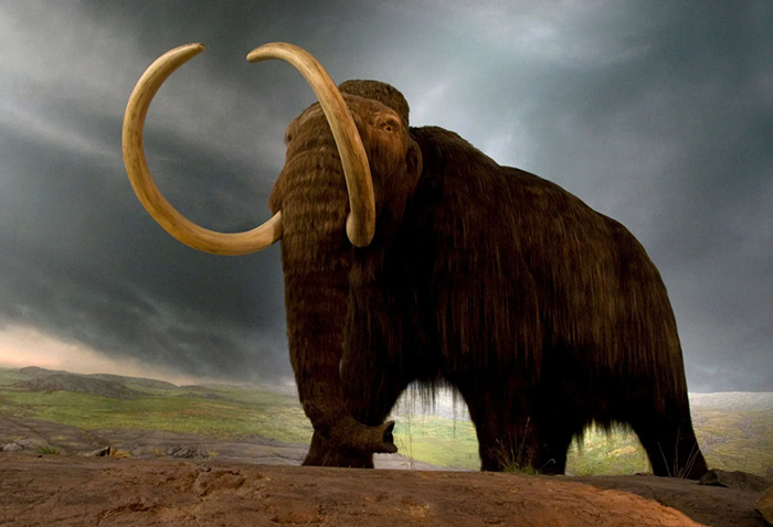 Woolly mammoth standing on rocky terrain, addressing mass extinction challenges. Woolly mammoth standing on rocky terrain, addressing mass extinction challenges.
