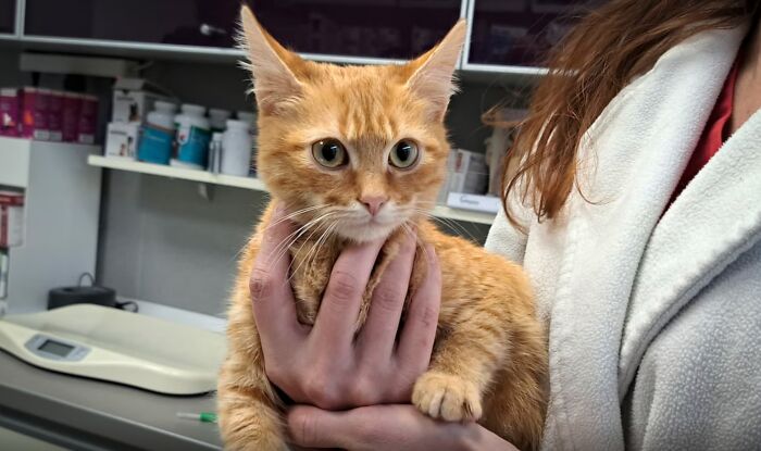 Person holding an orange kitten in a veterinary setting, associated with survival story keywords. Person holding an orange kitten in a veterinary setting, associated with survival story keywords.