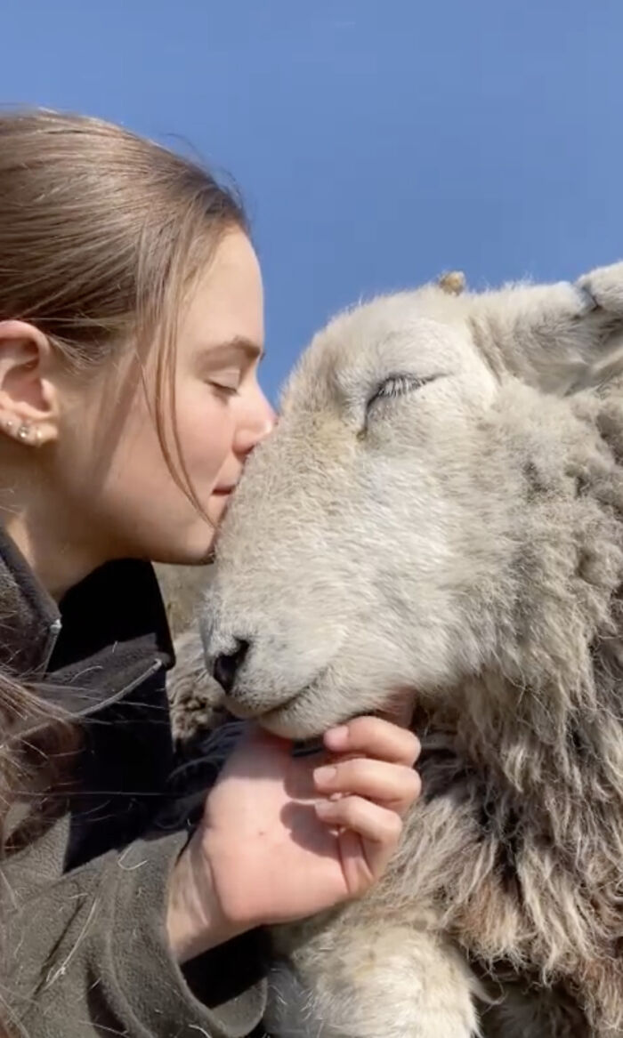 Woman affectionately nuzzling a sheep, highlighting a different side to sheep few people see. Woman affectionately nuzzling a sheep, highlighting a different side to sheep few people see.