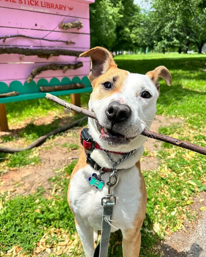 Dog holding a stick in front of a pink stick library, showcasing a viral idea for dogs worldwide. Dog holding a stick in front of a pink stick library, showcasing a viral idea for dogs worldwide.