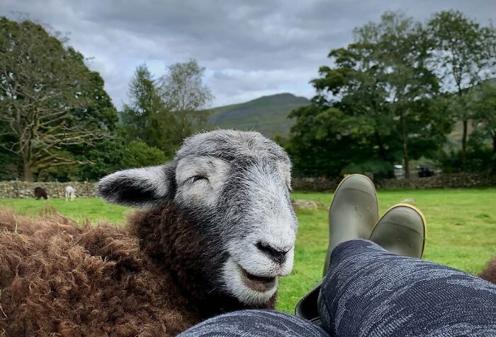 Woman relaxing with a friendly sheep in a peaceful countryside setting. Woman relaxing with a friendly sheep in a peaceful countryside setting.