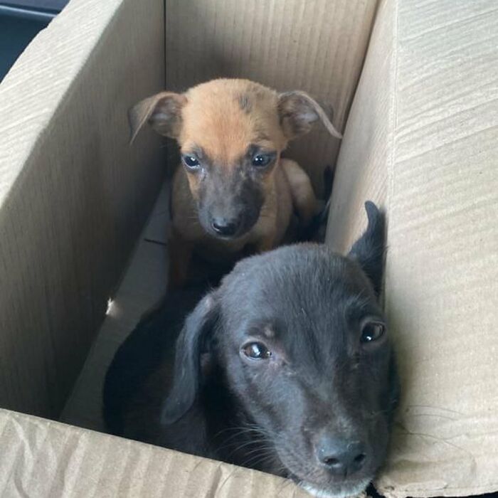 Two tiny puppies found in a cardboard box, awaiting rescue and a major glow-up. Two tiny puppies found in a cardboard box, awaiting rescue and a major glow-up.