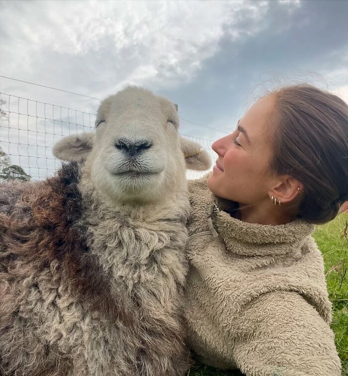 Woman smiling at a sheep in a field, showcasing a unique bond. Woman smiling at a sheep in a field, showcasing a unique bond.