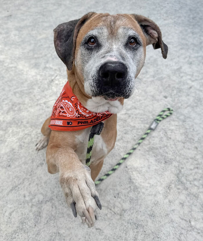 Rescued 12-year-old dog with red bandana offering paw, ready for adoption. Rescued 12-year-old dog with red bandana offering paw, ready for adoption.
