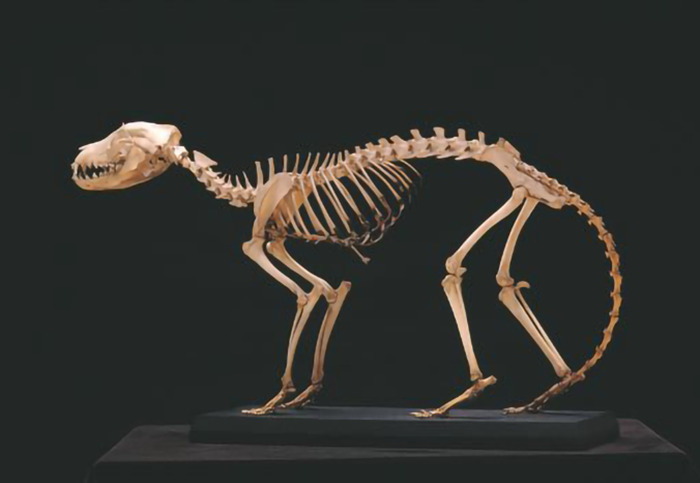 Tasmanian tiger skeleton on display, highlighting scientists' innovative methods for mass extinction challenges. Tasmanian tiger skeleton on display, highlighting scientists' innovative methods for mass extinction challenges.