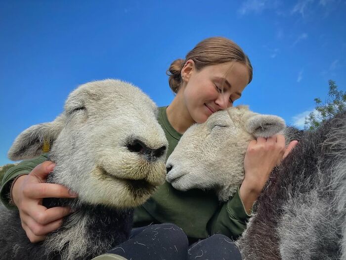 A woman cuddles peacefully with two sheep, showcasing a different side to sheep under a clear blue sky. A woman cuddles peacefully with two sheep, showcasing a different side to sheep under a clear blue sky.