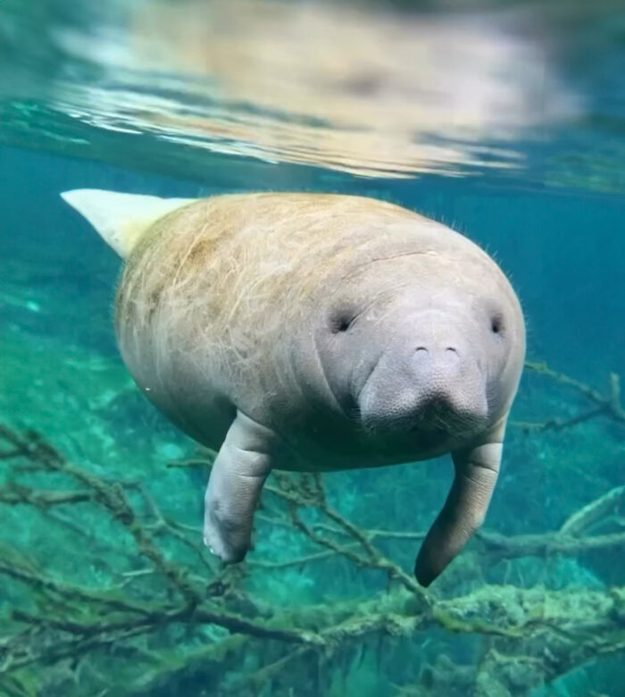 Baby manatee in clear water, evoking netizens' hearts with touching family moment. Baby manatee in clear water, evoking netizens' hearts with touching family moment.