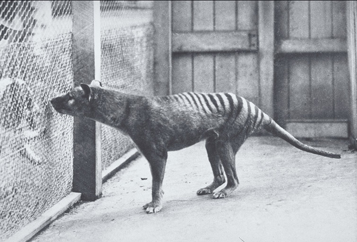 Thylacine, also known as Tasmanian tiger, in a cage. Thylacine, also known as Tasmanian tiger, in a cage.