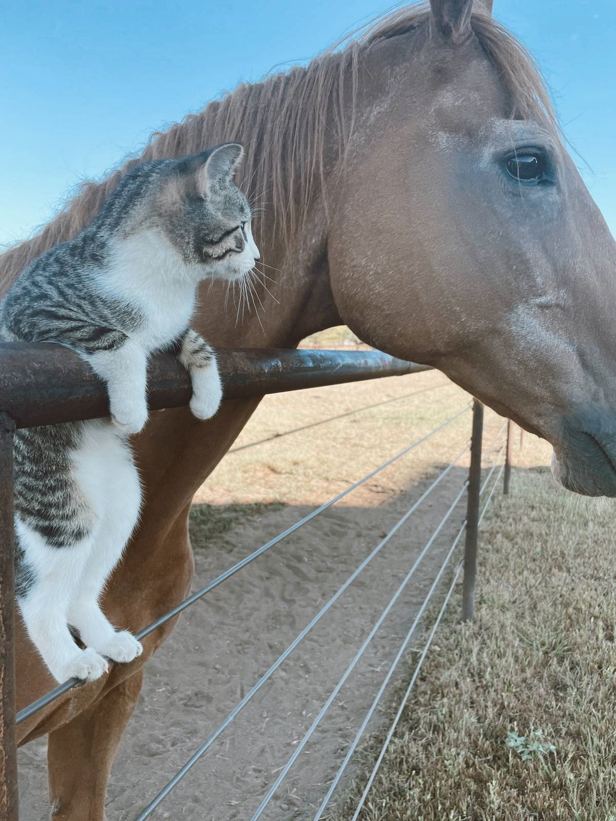 Adorably Cute Friendship Between A Cat And A Horse Is Melting Hearts All Over The Internet Adorably Cute Friendship Between A Cat And A Horse Is Melting Hearts All Over The Internet