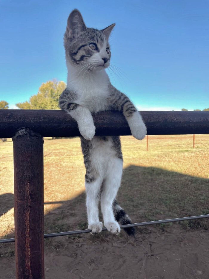 Adorably Cute Friendship Between A Cat And A Horse Is Melting Hearts All Over The Internet Adorably Cute Friendship Between A Cat And A Horse Is Melting Hearts All Over The Internet