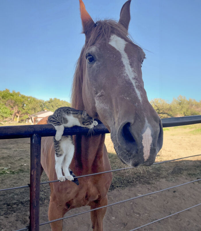 Adorably Cute Friendship Between A Cat And A Horse Is Melting Hearts All Over The Internet Adorably Cute Friendship Between A Cat And A Horse Is Melting Hearts All Over The Internet